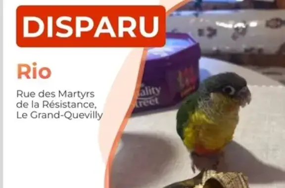 Animaux perdus Le Grand-Quevilly, photo: Perdu oiseau mâle, Sud III, Le Grand-Quevilly