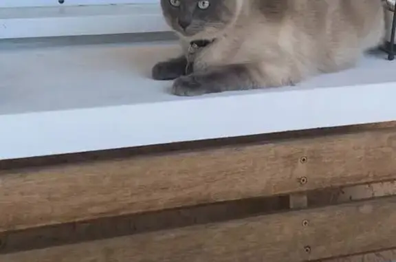 Chat perdu, Rue Molière, Décines-Charpieu - Siamois aux yeux bleus - photo