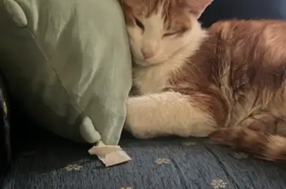 Perdido gato masculino, Calle Torres Quevedo, León - naranja y blanco - photo