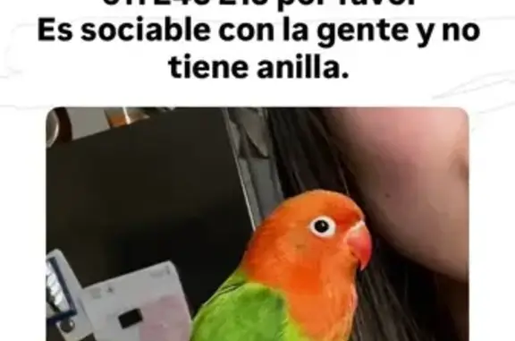 Perdido ave masculino, Carrer Bonifaci Ferrer, 8, Alfara del Patriarca, Salamanca - photo