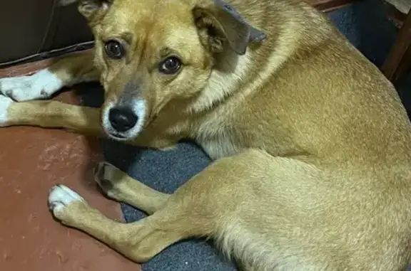 Знайдено собака, жіночий, прос...