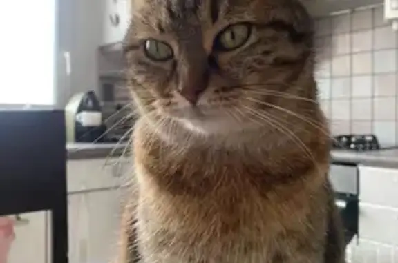 Animaux perdus Cusset, photo: Chat perdu, Rue de la Barge, Cusset - tigre gris marron