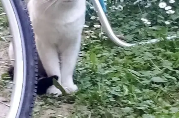 Animaux trouvés Tassin-la-Demi-Lune, photo: Trouvé Chat homme, Rue François Mermet, Tassin-la-Demi-Lune - blanc tigré
