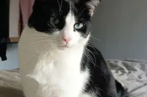 Chat perdu, Rue Émile Bernard, Rennes - pelage blanc et noir - photo