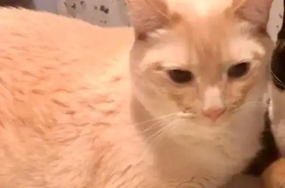 Lost pets Shreveport, photo: Lost male cat, Mansfield Road, Shreveport - large with blue eyes