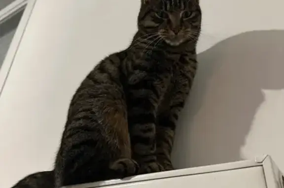 Chat perdu, Quai du Commerce, Lyon - Zadig tigré gris noir - photo