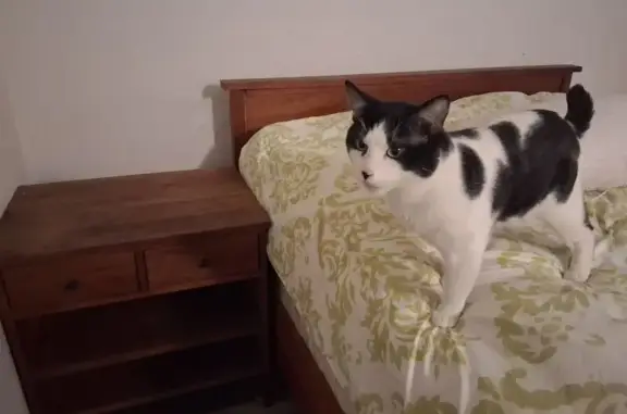 Lost male cat, National Avenue, Costa Mesa - looks like a cow with green eyes - photo