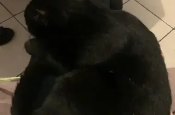 Perdu chat homme, Lavaufranche, Paris - pelage noir avec quelques poils blancs - photo
