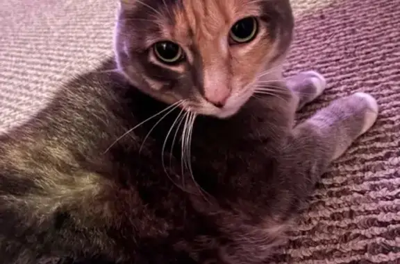 Lost pets Cary, photo: Lost female cat, Stonebend Loop, Cary - tortie tabby tux with green eyes