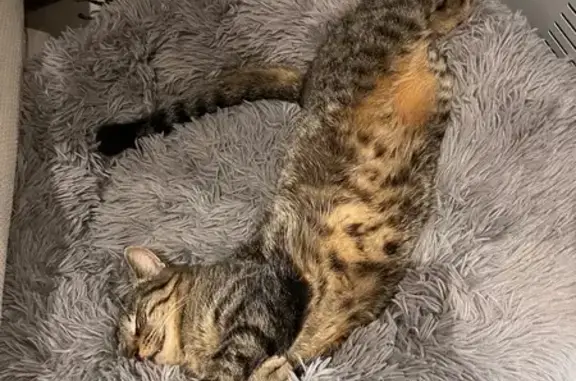 Chat perdu, Chemin du Bacon, Talissieu, Dijon - Câlin et très sociable - photo