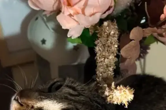 Колір таббі, на кішці був ошийник рожевого кольору та медальон з QR паспорт. Також кішка чіпована під праву лопатку