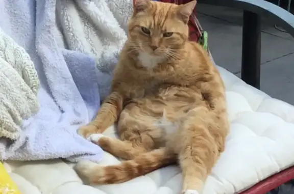 Lost cat, Compayne Gardens, Kew Green - ginger with white collar - photo