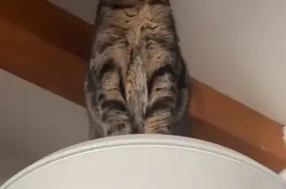 Animaux perdus Diémoz, photo: Chat perdu, Impasse de la Plaine, Diémoz - castré et pucé
