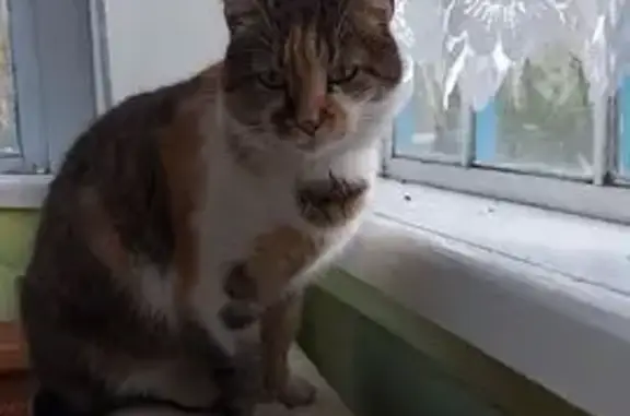 Зникла кішка, триколірна, Лука-Барська, Вінницька область - нашийник з QR-кодом - photo