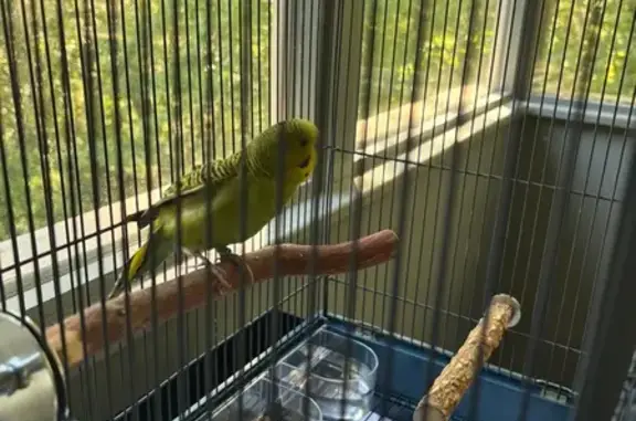 Found pets Dacula, photo: Found male bird, William Street Southeast, Dacula - light green parakeet