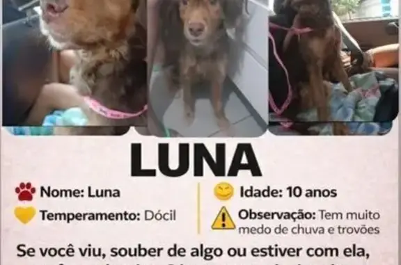 Cachorro perdido Fêmea (brl002...