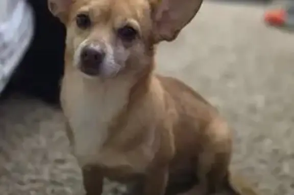 Lost male dog, Silo Road, Bonham - tan with white chest - photo