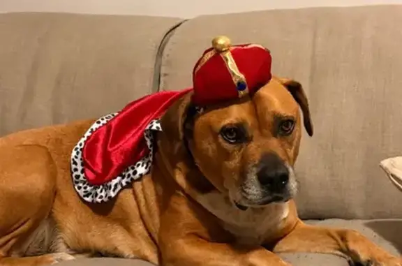 Lost male dog, Hayes Avenue, City of Stirling, Bayswater - photo