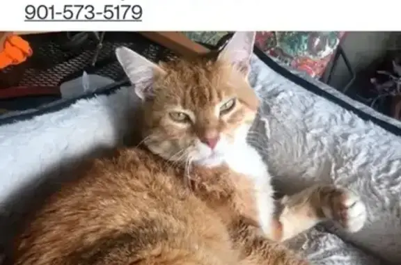 Lost pets Memphis, photo: Lost male cat, Lynbar Avenue, Memphis