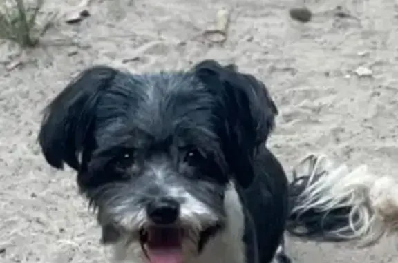 Lost male dog, New Braunfels, Texas - neutered - photo