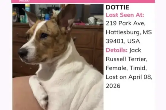 Missing dog Atlanta, photo: Lost female dog, Park Avenue, Hattiesburg - all white with brindle spots
