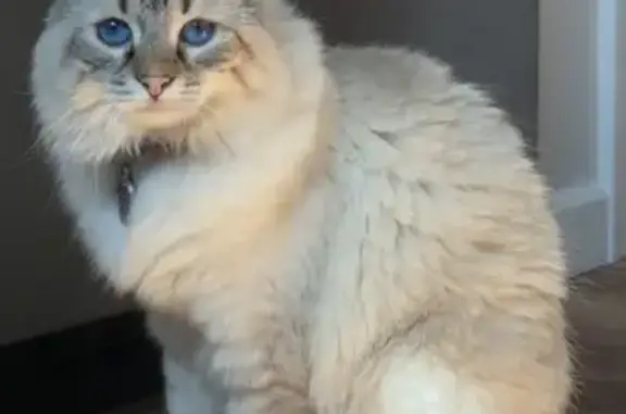 Missing cat Kirksville, photo: Lost female cat, East Missouri Street, Kirksville - white/grey with pink collar