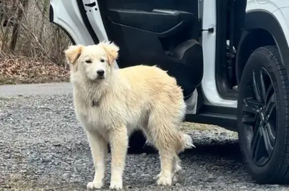 Lost male dog, Pleasant Grove, Maryland - white/cream fluffy coat - photo
