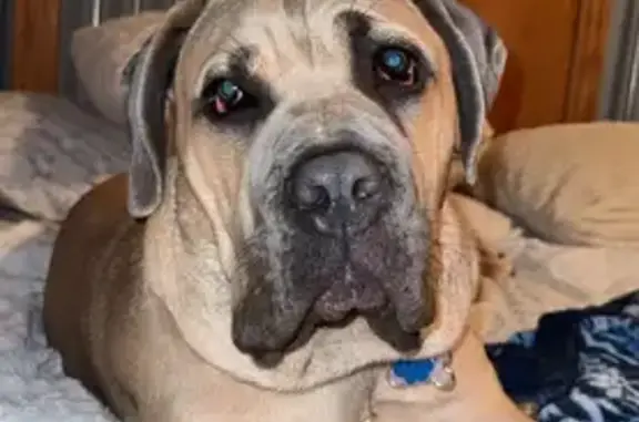 Lost female dog, Singer Road, Bel Air South - fawn colored with black mask - photo