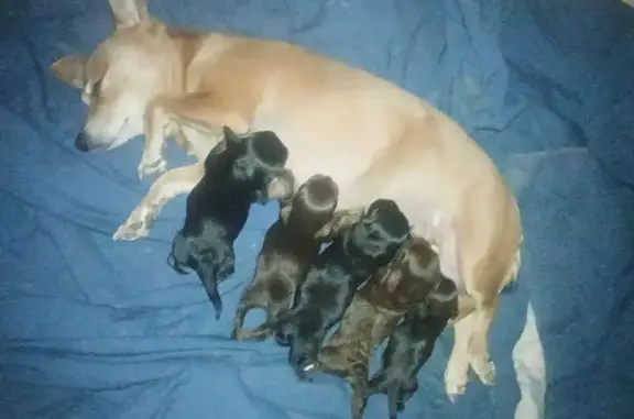 Mouse was LOST on April 10, 2026 in Provo, UT 84601 near Lakewood parkway. Please spread the word for this lost dog by sharing this post. Owner's Message: "This is my dog mouse. She is nine weeks, postpartum and experiencing anxiety that she’s never had before due to hormones. She bolted out of the back gate near 494 Lakewood drive in Provo. It’s a new area to her. She is very sweet. The new Mom life has her looking a little rough. So she does appear to be a little dirty. Mouse has been our best friend for the last 6 1/2 years. Thank you in advance " Description: "Tan with some white" For more info or to contact Mouse's owner, click here: https://www. Pawboost. Com/p/72758509