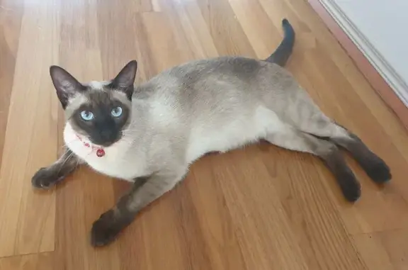 Missing cat Maribyrnong, photo: Lost male cat, Waterford Avenue, Maribyrnong City - Siamese seal point, red collar