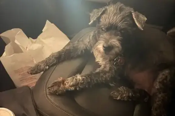 Lost male dog, South Calle Cordova, Tucson - black and gray with blue collar - photo