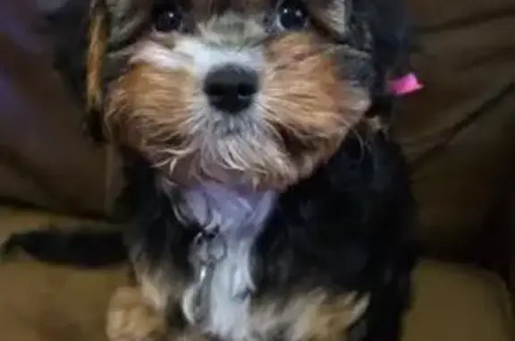 Lost female dog, Mary Rose Street, Greenbrier - tricolor Cavalier King Charles Spaniel and Poodle mix - photo