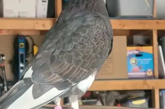 Found pets Lehi, photo: Found bird, North 910 West, 2420, Lehi - black feathers with white tips