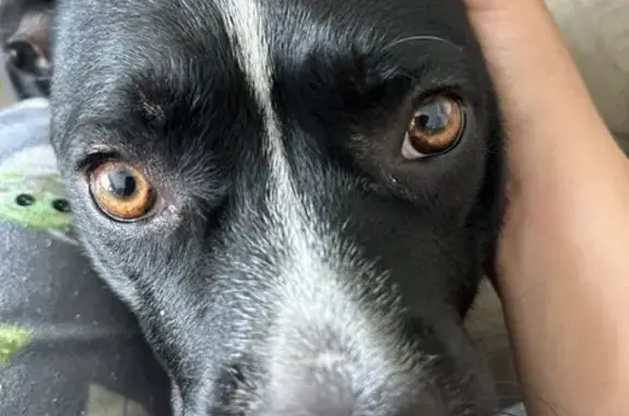 Lost female dog, Fort Stewart, Georgia - friendly, black and white - photo