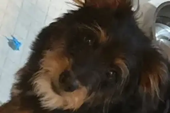 Lost female dog, Kentucky 1940, Paris - short ragged hair - photo