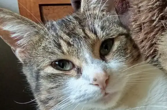 Animaux perdus Pontchâteau, photo: Chat perdu, Rue de l'Orbiais, Pontchâteau - tigré blanc, noir et roux