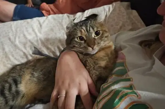 Lost female cat, Acres Road, Temple - orange/white fur, purple collar - photo