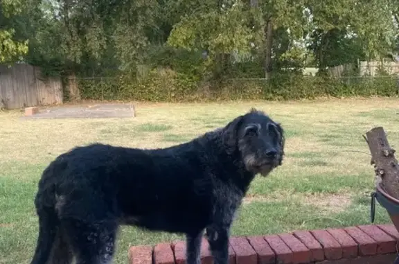 Lost Female Dog, South Independence Street, Sapulpa - Black Lab Mix - photo