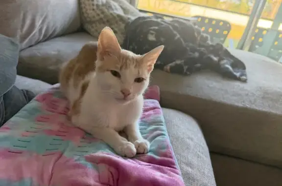 Lost pets Jacksonville, photo: Lost male cat, Innovation Way, Jacksonville - very friendly with humans