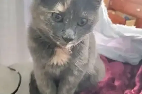 Lost female cat, Chase Lake Road, Conway Township - dilute tortie - photo