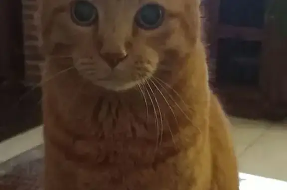 Chat perdu, Chemin de l'Olivet, Le Cannet - roux aux yeux verts - photo