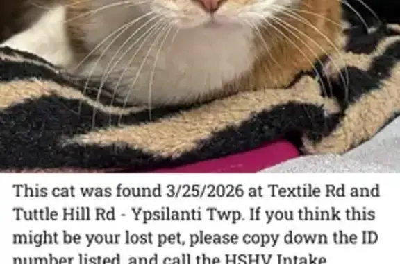 Lost male cat, Campbell Avenue, Ypsilanti - blue collar - photo