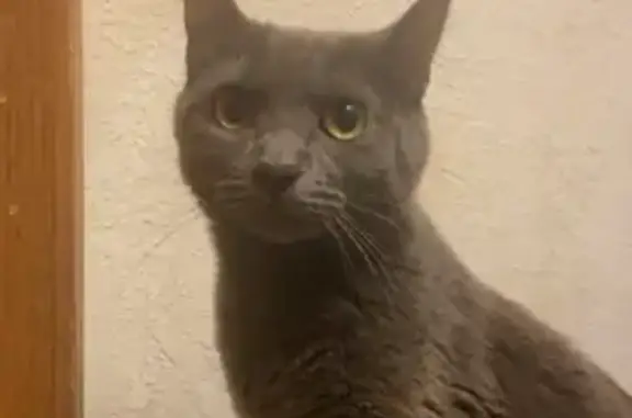 Lost female cat, Indian Creek Parkway, Olathe - solid dark grey - photo
