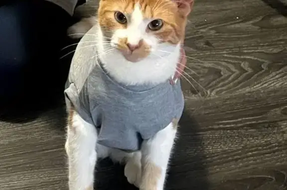 Lost female cat, McVicker Avenue, Burbank - orange and white tabby - photo