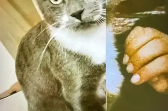 Lost pets Arlington, photo: Lost male cat, South Lake Street, Burbank - gray & white tuxedo with unique markings