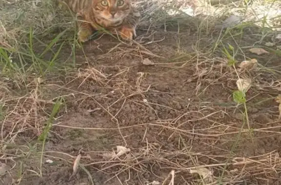 Chat perdu, Argenteuil, Île-de-France - Bengal - photo