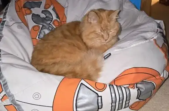 Lost female cat, Stillwater Street, White Bear Lake - orange tabby with white tail tip - photo