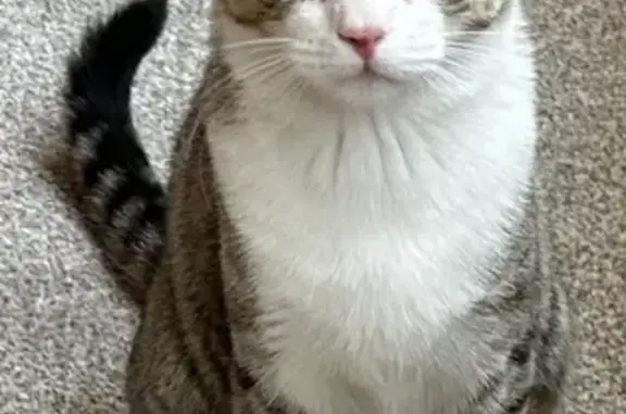 Missing cat Boise, photo: Lost female cat, West Mossywood Drive, 9990, Boise - grey female