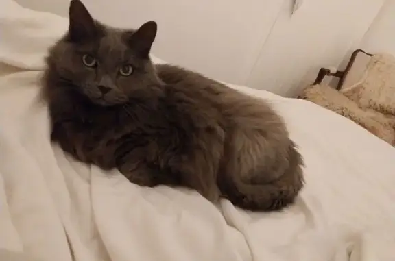 Animaux perdus Paris, photo: Chat perdu, Avenue de la Devèze, Béziers - femelle au pelage gris