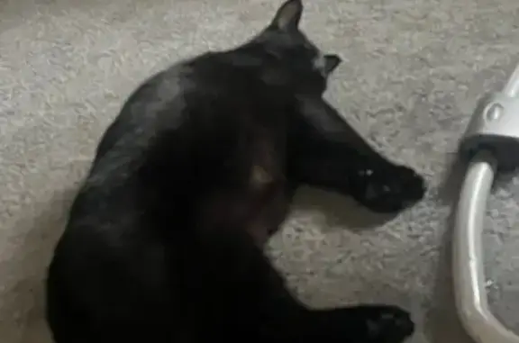 Lost male cat, Rialto, California - yellowish greenish eyes - photo